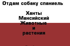 Отдам собаку спаниель - Ханты-Мансийский Животные и растения » Собаки   